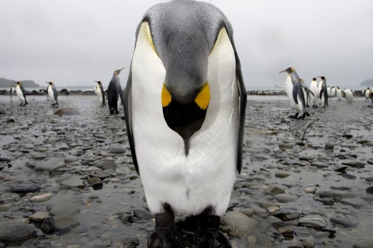 photo of penguin navel-gazing
