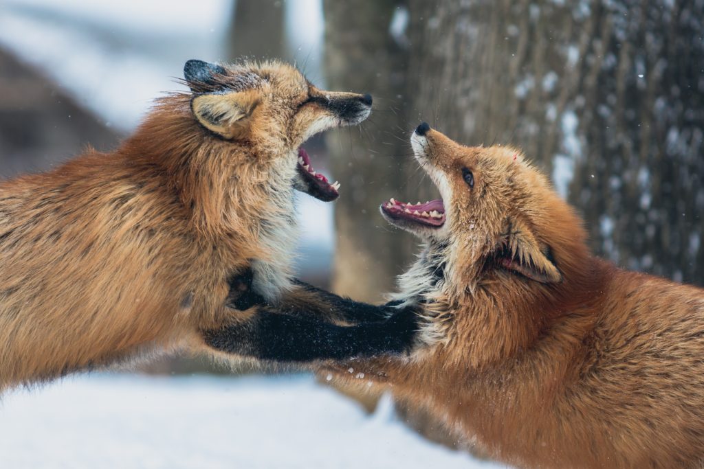 fox