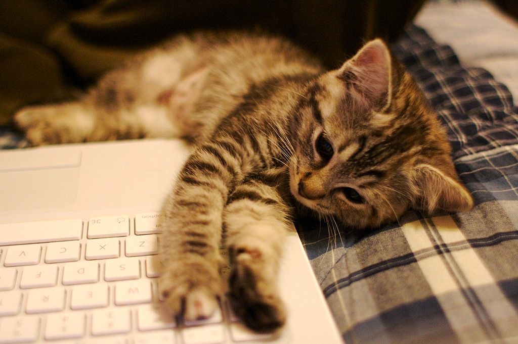 kitten on keyboard awww!