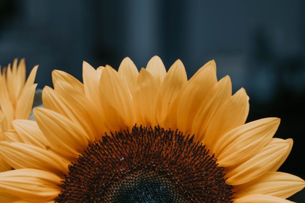 flower black-eyed susan